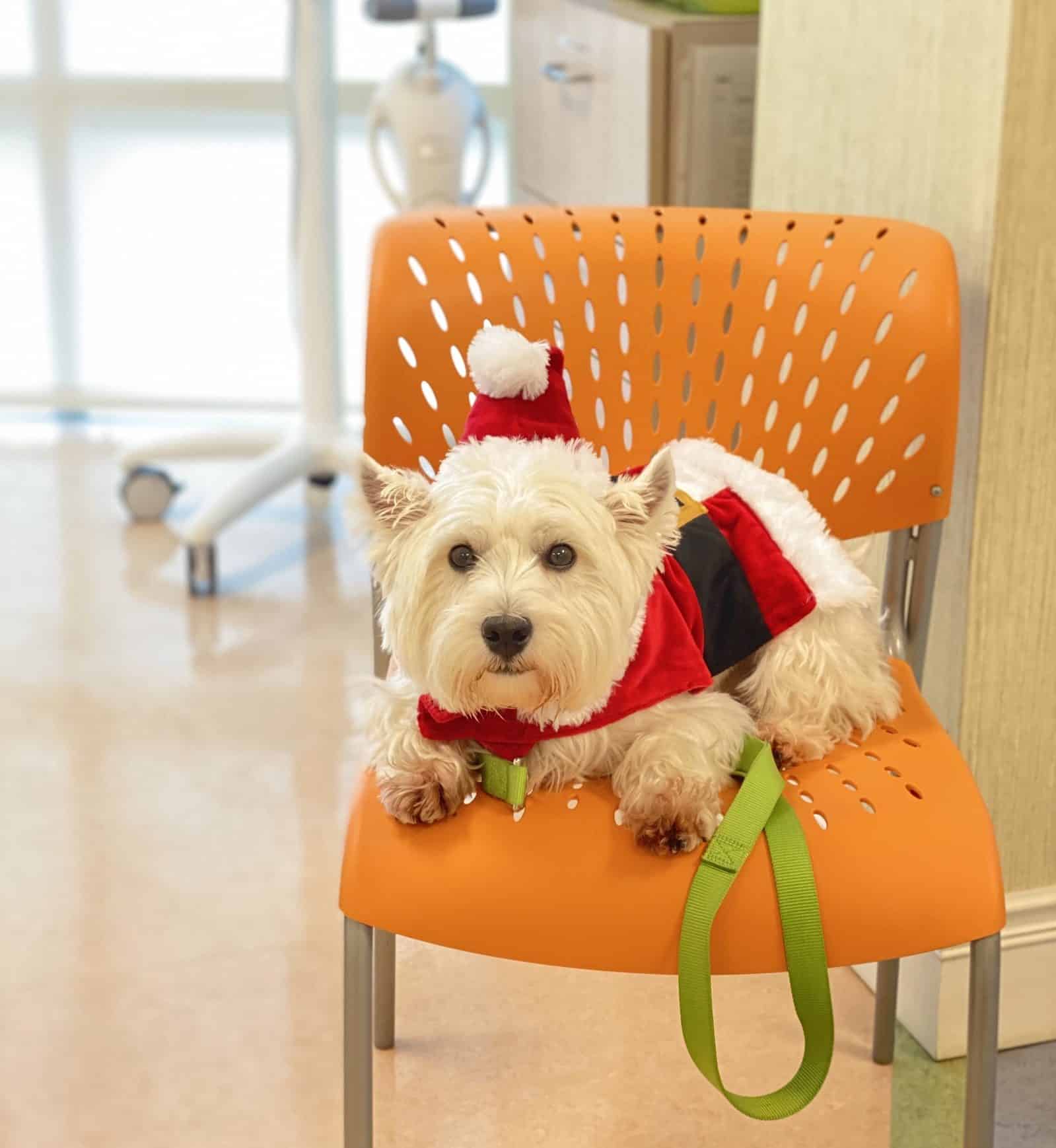 Our therapy dog sugar dressed up as santa to bring some cheer to patients