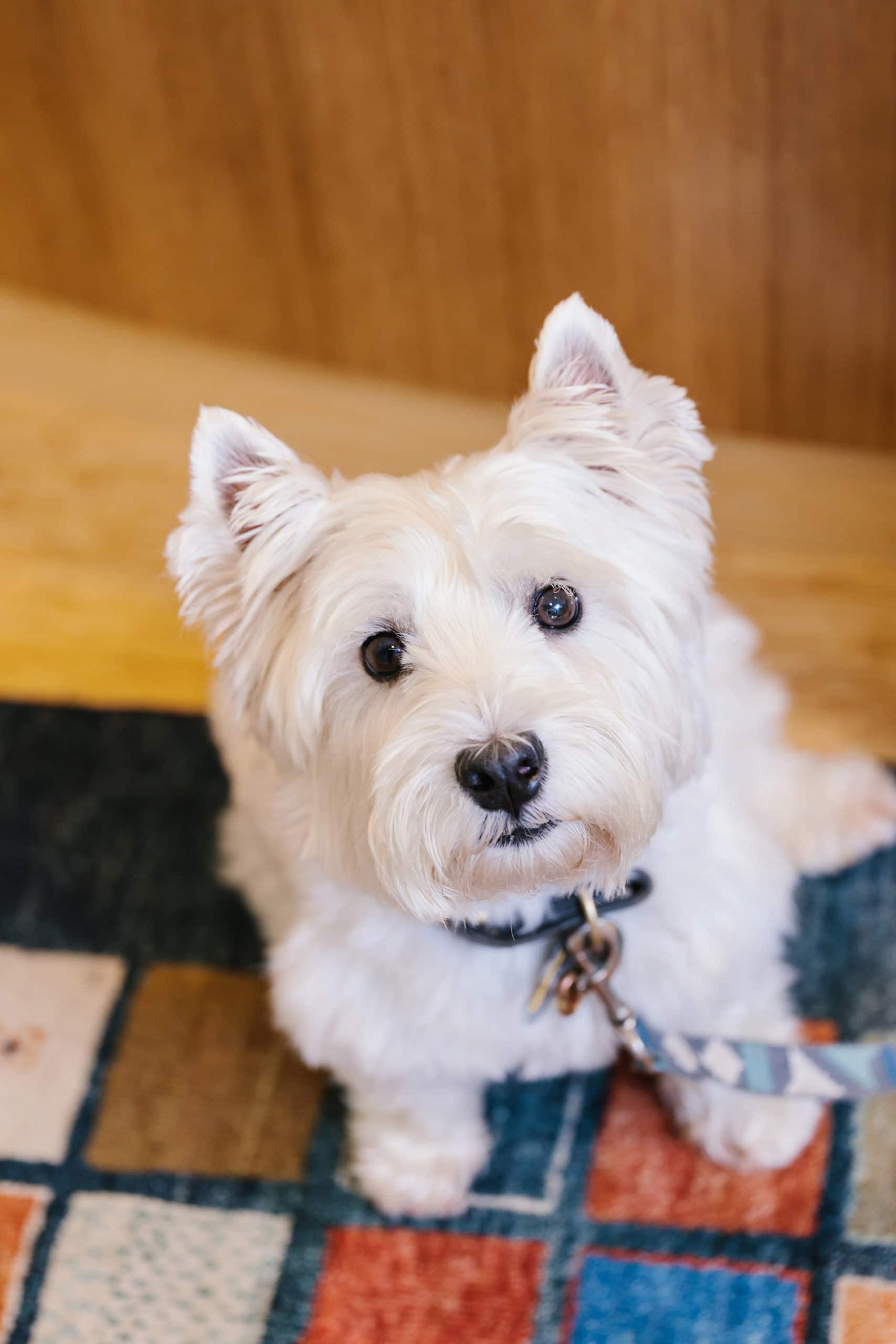 A white dog staring up at the camera.
