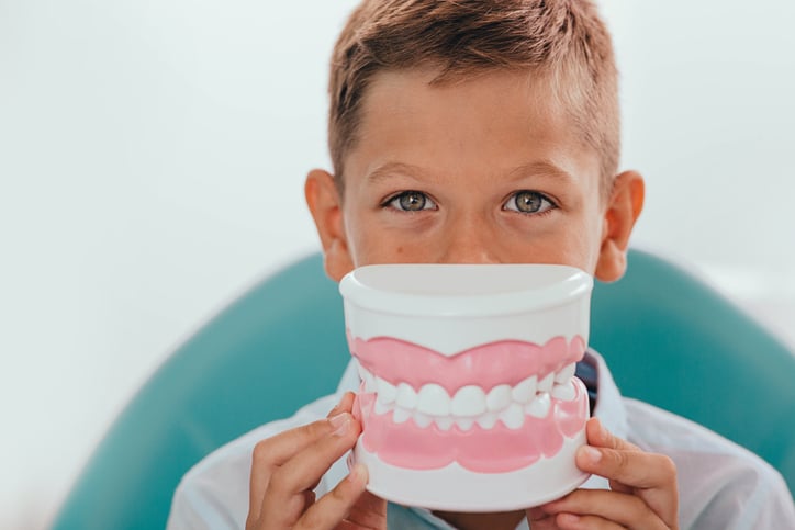 a little boy holding a dental standard teeth model